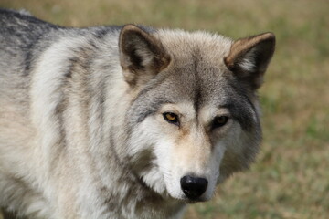 Obraz premium Gaze Of The Wolf