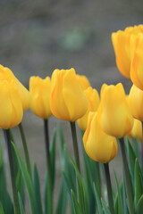 tulip flowers  have bloomed in the spring garden