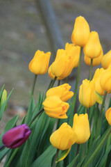 yellow and red tulips