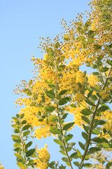 yellow flowers on blue background