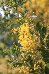 mimosa flowers have bloomed in the garden