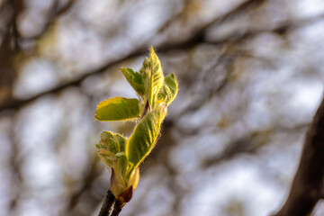 the first leaves begin to bloom under the warm rays of the spring sun preparing for flowering
