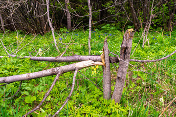 Fototapeta premium young trees were cut down by bad people - they ruined young aspens and left them to rot and develop microorganisms