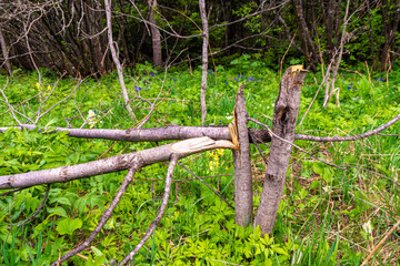 young trees were cut down by bad people - they ruined young aspens and left them to rot and develop microorganisms