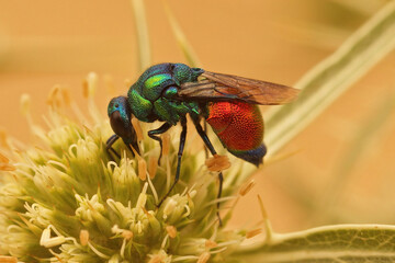 Closeup on a brilliant metallic colored Emerald Cuckoo Wasp, Stilbum cyanurum, sipping nectar from...