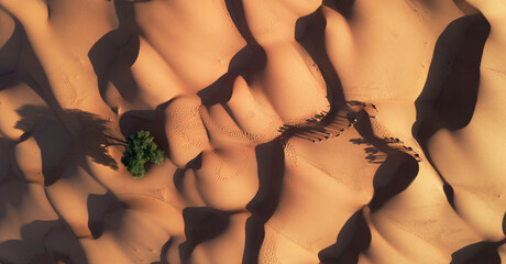 the desert people travel by camels over the sand from one place to another to find the trees and food  © Ali