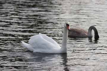 Swans swimming in the lake.