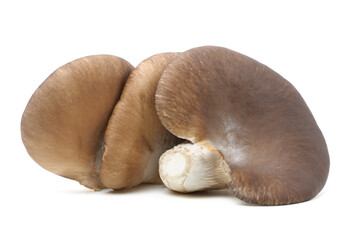 oyster mushroom on white background
