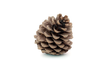 Pine Cone isolated on White Background