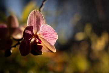 An orchid sits in the sun