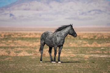 Onaqui Blue Raon Stallion