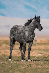 Onaqui Blue Raon Stallion