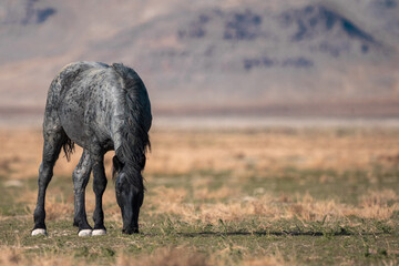 Onaqui Blue Raon Stallion