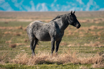 Onaqui Blue Roan Stallion