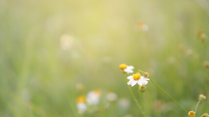 Closeup nature view of a yellow white grass flower on blurred green grass background in garden with copy space