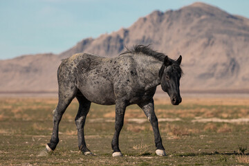 Onaqui Blue Roan Stallion