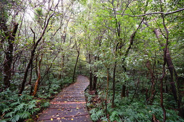 a wonderful rainy forest with boardwalk