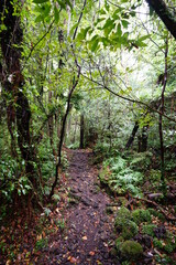 a rainy forest and pathway in autumn