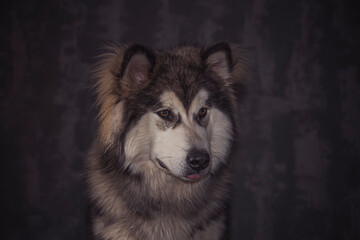 Concentrated look of a Malamute puppy. Dark cute purebred dog portrait in the indoors. Fluffy young doggy. Selective focus on the details, blurred background.