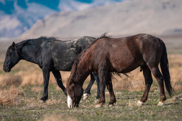Fototapeta na wymiar Onaqui Wild Horses