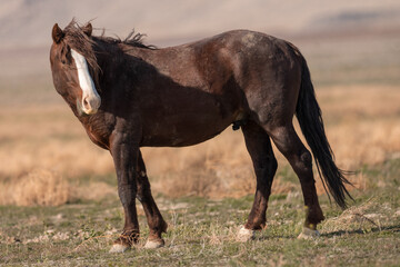 Onaqui Liver Chestnut Stallion