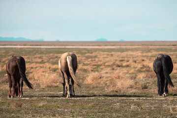 Onaqui Wild Horses