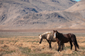 Onaqui Wild Horses
