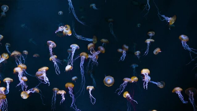 pacific seanettle Jellyfish. Mysterious like a fairy translucent Jellyfish.