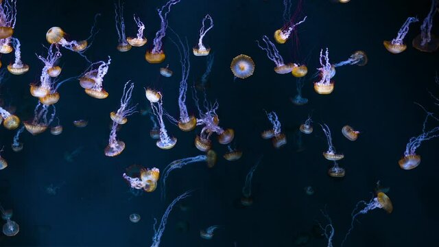 pacific seanettle Jellyfish. Mysterious like a fairy translucent Jellyfish.