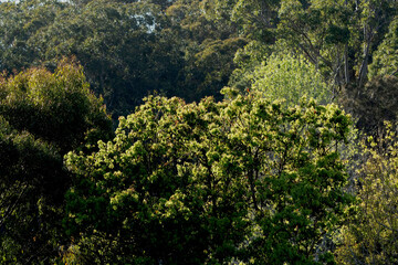 Bush background green trees and shrubs. Australian.