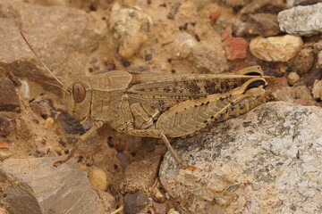 Closeup on a mediterranean Barbarian grasshopper, Calliptamus barbarus sitting on the ground