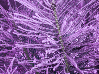 Purple branches of the frozen spruce