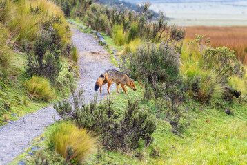 Andean Fox (Lycalopex culpaeus)  on walking path around Limpiopungo Lagoon hike, Cotopaxi volcano national park, Quito, Ecuador.