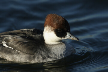 A head shot of a Smew, Mergus albellus, swimming on a lake. It has been diving down into the water to catch fish to eat.
