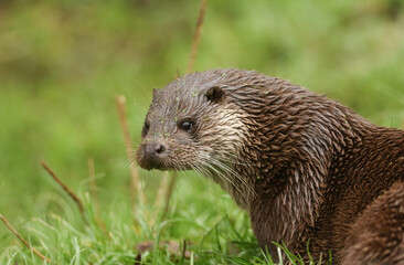 A head shot of an European Otter, Lutra lutra, on the bank of a lake at the British Wildlife Centre.	