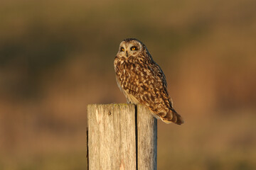 A beautiful Short-eared Owl, Asio flammeus, perched on a fence post.