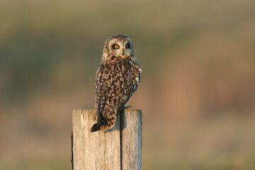 A beautiful Short-eared Owl, Asio flammeus, perched on a fence post.
