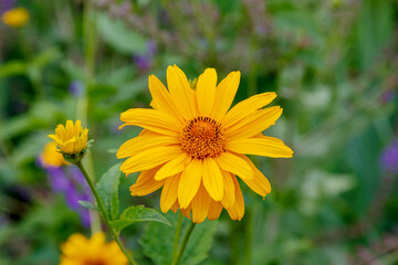 Obraz premium Blooming heliopsis in a garden