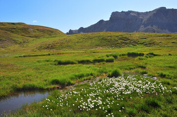 Fleurs blanches (Linaigrette) au col de Néal dans le parc régional du Queyras, Alpes, France