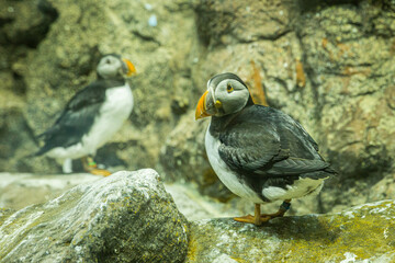Small Atlantic puffins on the rocks in Loro Parque, Tenerife