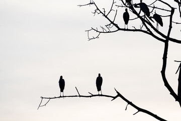 Silhouette birds standing on the tree branch.Isolated Asian Openbill bird on white background.