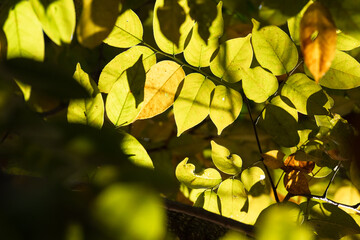 Obraz premium Light and shadow on the leaf.Green leaves texture on the tree with black background.