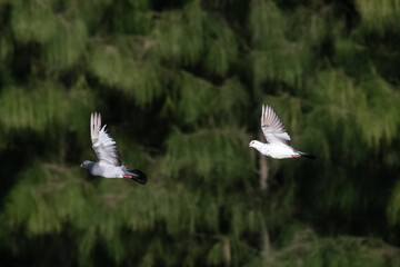 Two pigeons flying on pine tree background.Action shot of bird fly on green leaves background.