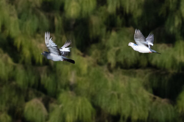 Two pigeons flying on pine tree background.Action shot of bird fly on green leaves background.