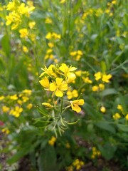 bright yellow mustard flowers close up view