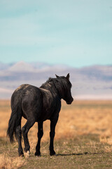 Onaqui Black Stallion