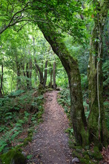 Fototapeta premium a refreshing spring forest with mossy trees and path