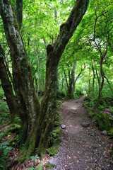 a refreshing spring forest with mossy trees and path