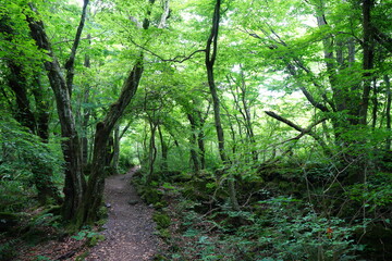 a refreshing spring forest with mossy trees and path