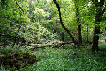 fallen trees in a thick wild forest